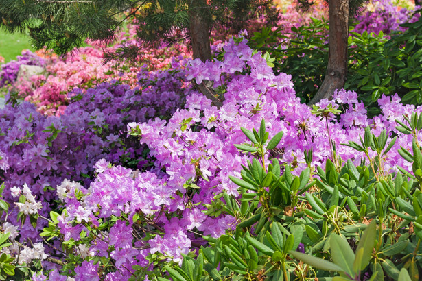Rododendron (Rhododendron L.) to rodzaj roślin z rodziny wrzosowatych, obejmujący ponad tysiąc gatunków