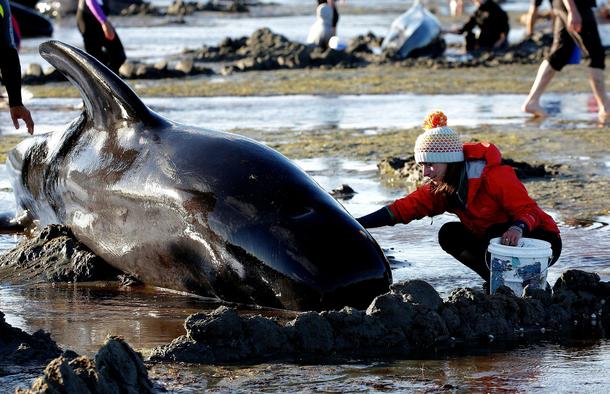 Volunteers attend to some of the hundreds of stranded pilot whales still alive after one of the coun