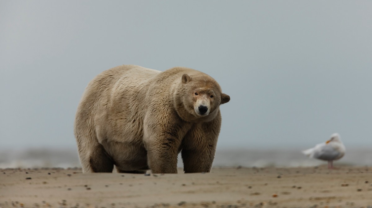 Grizzlynek nézik a világ legdagadtabb jegesmedvéjét Blikk