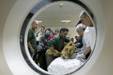 MIDEAST-ISRAEL-LIONESS-CT