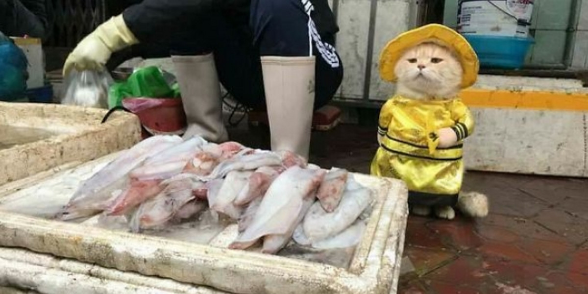 Kot Chó podbija sieć. Najsłodszy sprzedawca ryb na świecie