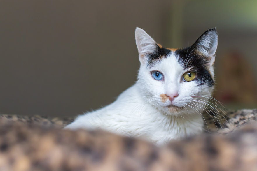 Heterichromia u kota - Pixel Cat Photo/stock.adobe.com