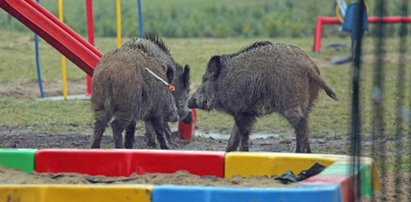 Zaskoczenie w przedszkolu w Łodzi. Dziki na placu zabaw