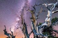 Ancient Bristlecone Pine Forest at night