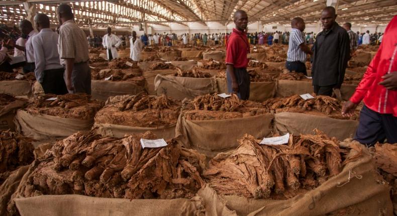 A Malawi tobacco auction of yesteryear