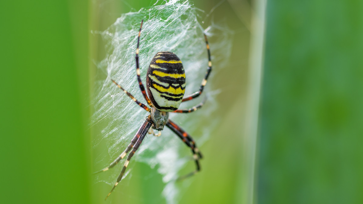 Tygrzyk paskowany. Jadowity pająk wylęga się pod koniec lata w Polsce