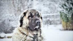 dramat zwierząt zimą. ponad 50 proc. wzrost porzuceń