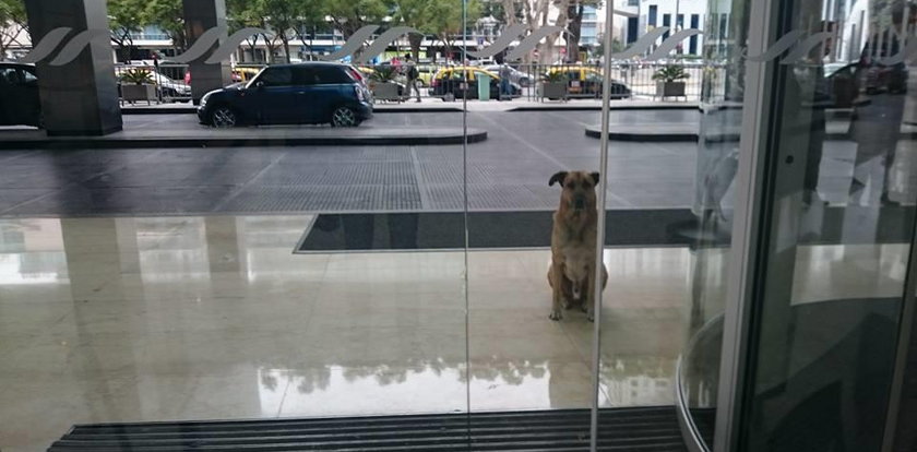 Zobaczyła przed hotelem bezdomnego psa. Nie uwierzysz, co zrobiła!