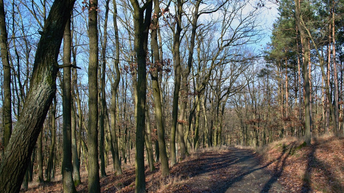 Ciemny kształt na skraju leśnej drogi. Nocny dramat w Warszawie