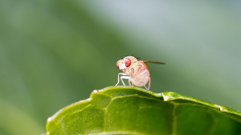 Owad z rodzaju Drosophila