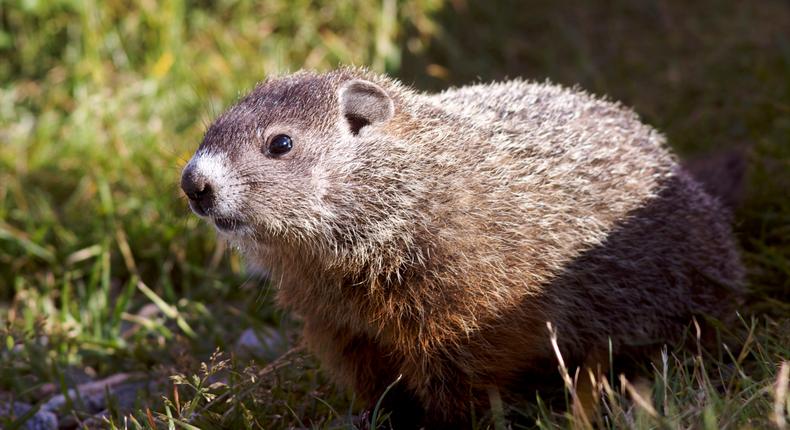 A stock image of a marmot.Andia/Getty Images