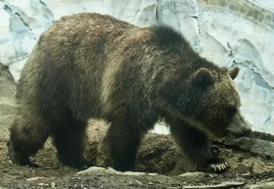 Archeologiczne zdolności niedźwiedzicy. Zobaczcie, co znalazła mieszkanka poznańskiego ZOO