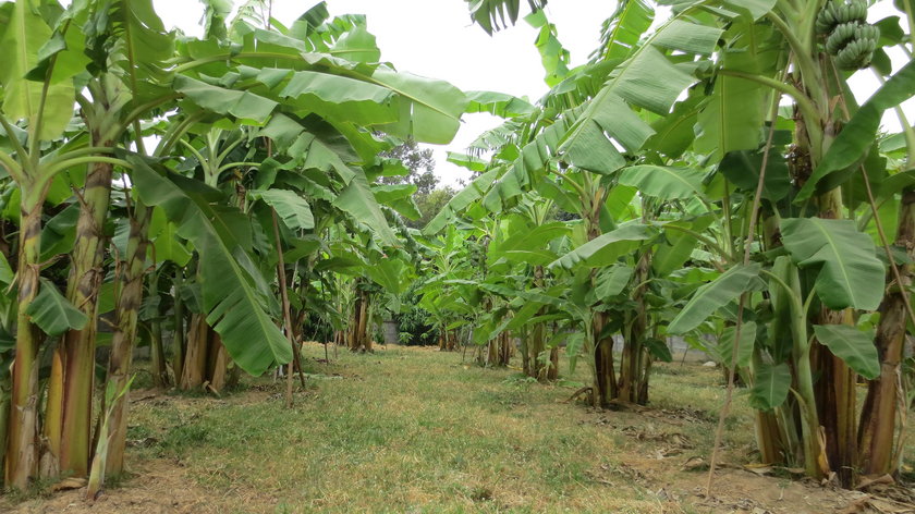 Plantacja bananów