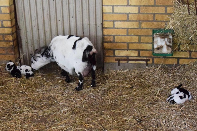 Narodziny kozich bliźniąt w poznańskim Zoo