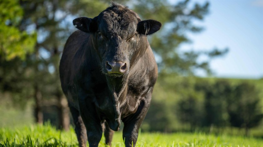 Residents of Trzcinica in fear. The bulls of the neighbor are terrorizing the village