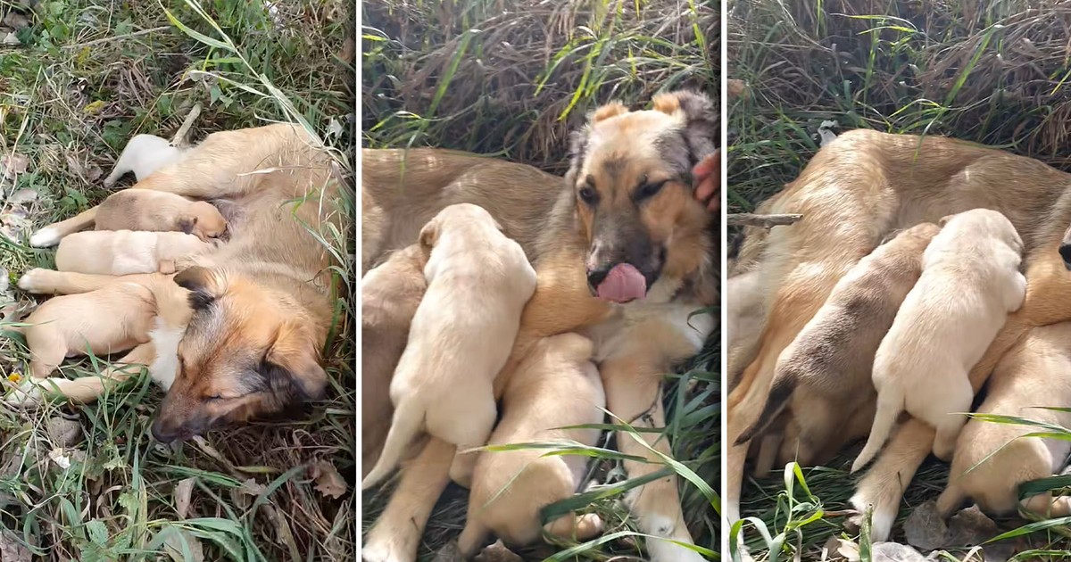 Wstrząsające odkrycie w Jaśle. Ludzie nie kryją oburzenia: Szczyt okrucieństwa