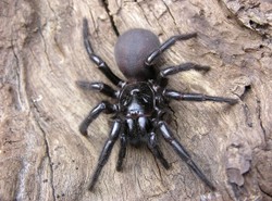 Pająk zwycięży raka