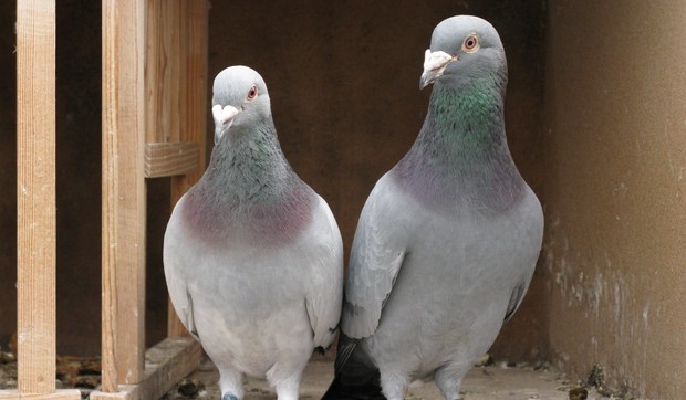 golub pismonosa shutterstock 85137910