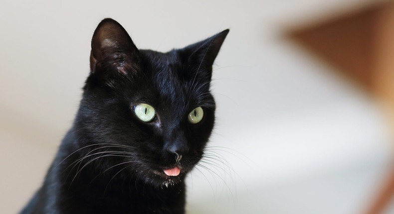 If something is stuck in your cat's throat, it could cause them to drool.Virginie Blanquart/Getty Images