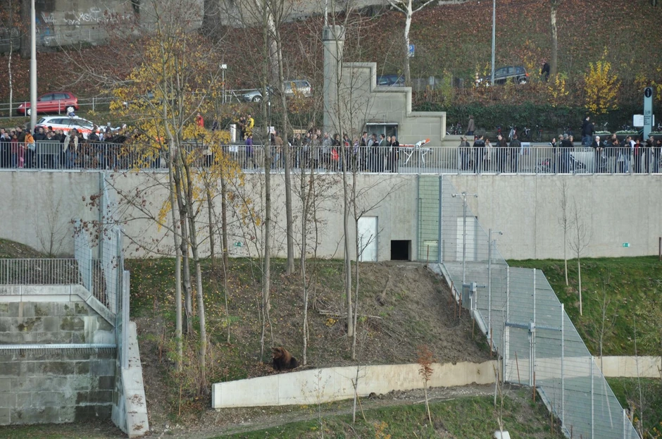 Napad medveda u Švajcarskoj