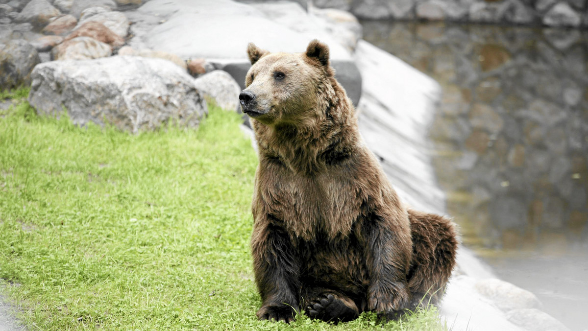 Przyrodnicy z Tatrzańskiego Parku Narodowego próbują założyć obroże z nadajnikami GPS niedźwiedziom, które zbliżają się do osiedli w Zakopanem w poszukiwaniu pożywienia. Jedną obrożę już udało się założyć niedźwiedzicy przy granicy polsko-słowackiej.