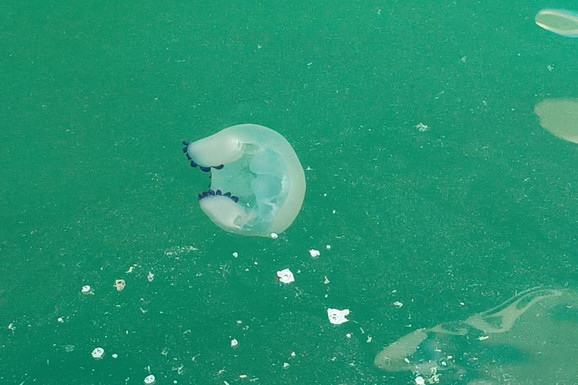 PLUTAJU PO POVRŠINI ZBOG TOPLOTE VODE Ogromne meduze opet snimljene u Jadranskom moru (FOTO)