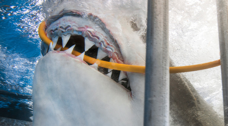 Négy és fél méteres cápa támadt a búvárokra  / Fotó: Northfoto