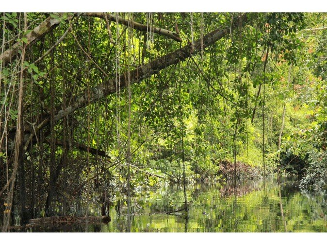 Odnoga rzeki Chambira