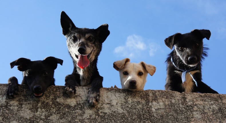 Black and white short-coated dogs [Photo: Edgar Daniel Hernández Cervantes]