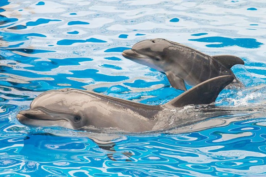 Nikada ne treba vraćati delfine u okean