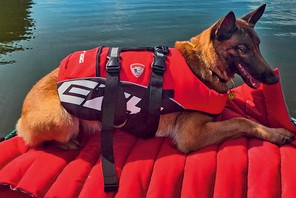 Suczka Eto szuka potrafi zlokalizować martwe ciało w wodzie