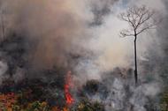 Płoną lasy Amazonii