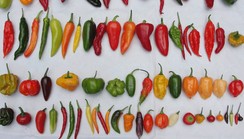 The different types of peppers we have in Nigeria