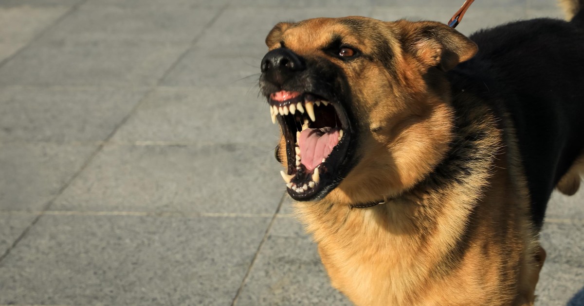 Właścicielka psów z zarzutami po śmierci seniorki. Śledczy badają sprawę