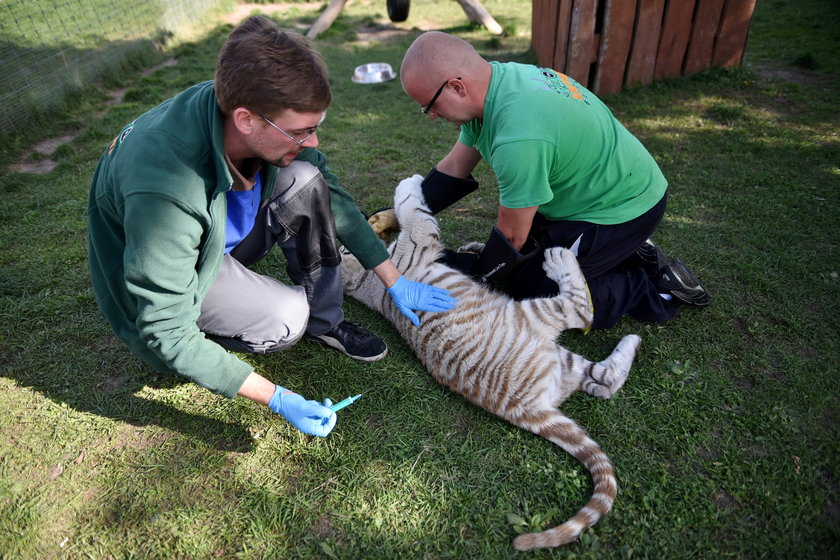 Szczepienie tygrysów w zoo w Borysewie