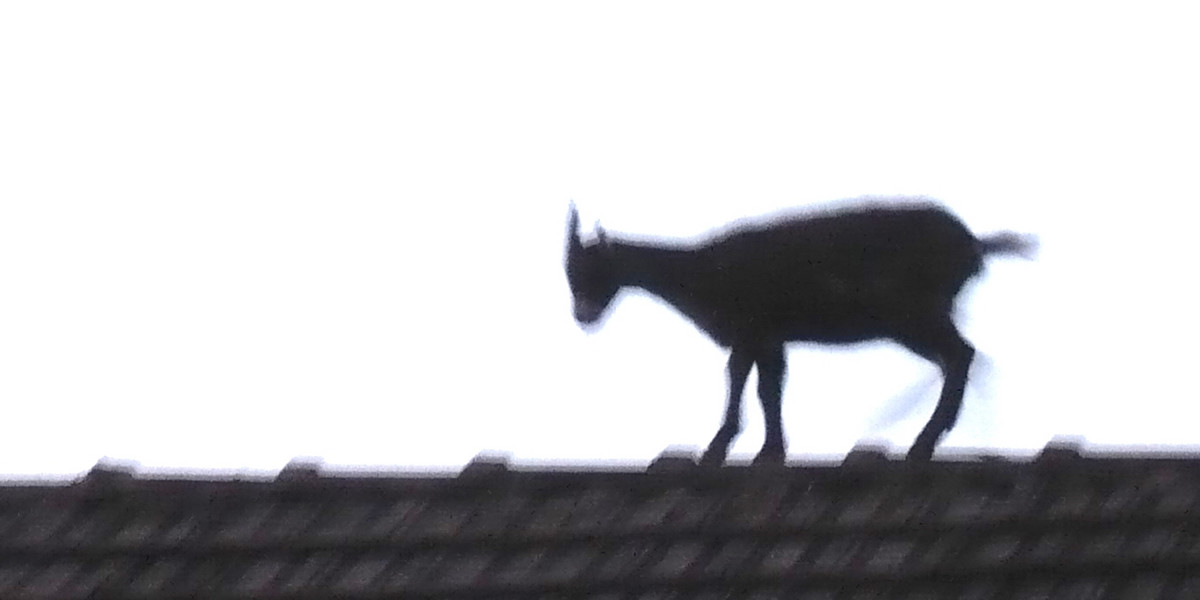 koza na dachu