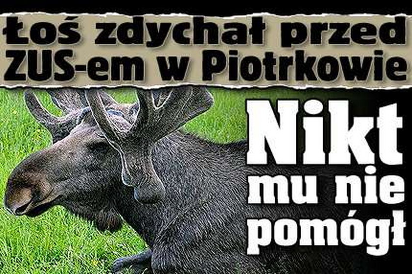 Łoś zdychał przed ZUS-em w Piotrkowie. Nikt mu nie pomógł