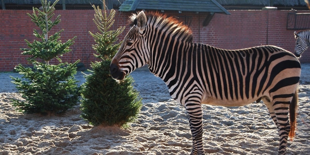 Zoo we Wrocławiu