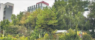 Nawet 300 tys. za ogródek działkowy. Czy na RODOS można mieszkać cały rok?