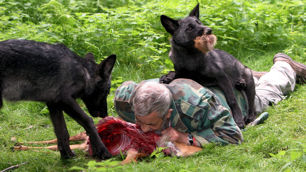 Werner Freund pełni rolę prawdziwego samca alfa watahy wilków