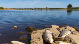 Gnijące ryby z Odry zagrażają zdrowiu. Lekarz ostrzega