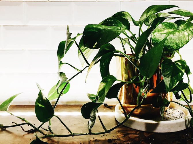 Filodendron