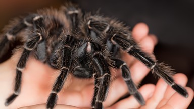 Australijskie zoo nawołuje do łapania groźnych pająków