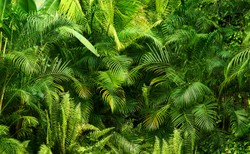 Prawdziwy cud. Dzieci przeżyły katastrofę lotniczą i dwa tygodnie w dżungli