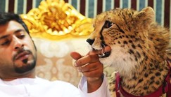 Here's why exotic animals should never be kept as pets