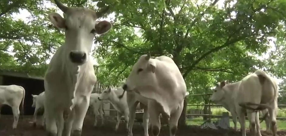 Italijanska rasa goveda