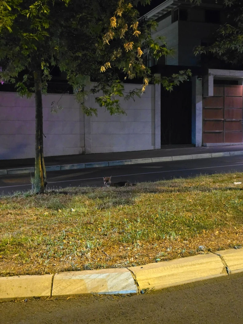 Pojavila se lisica na Dedinju