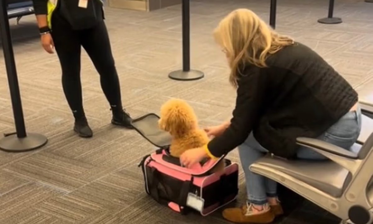 Chciała upchnąć psa w za małym transporterze. Nagranie z lotniska hitem TikToka