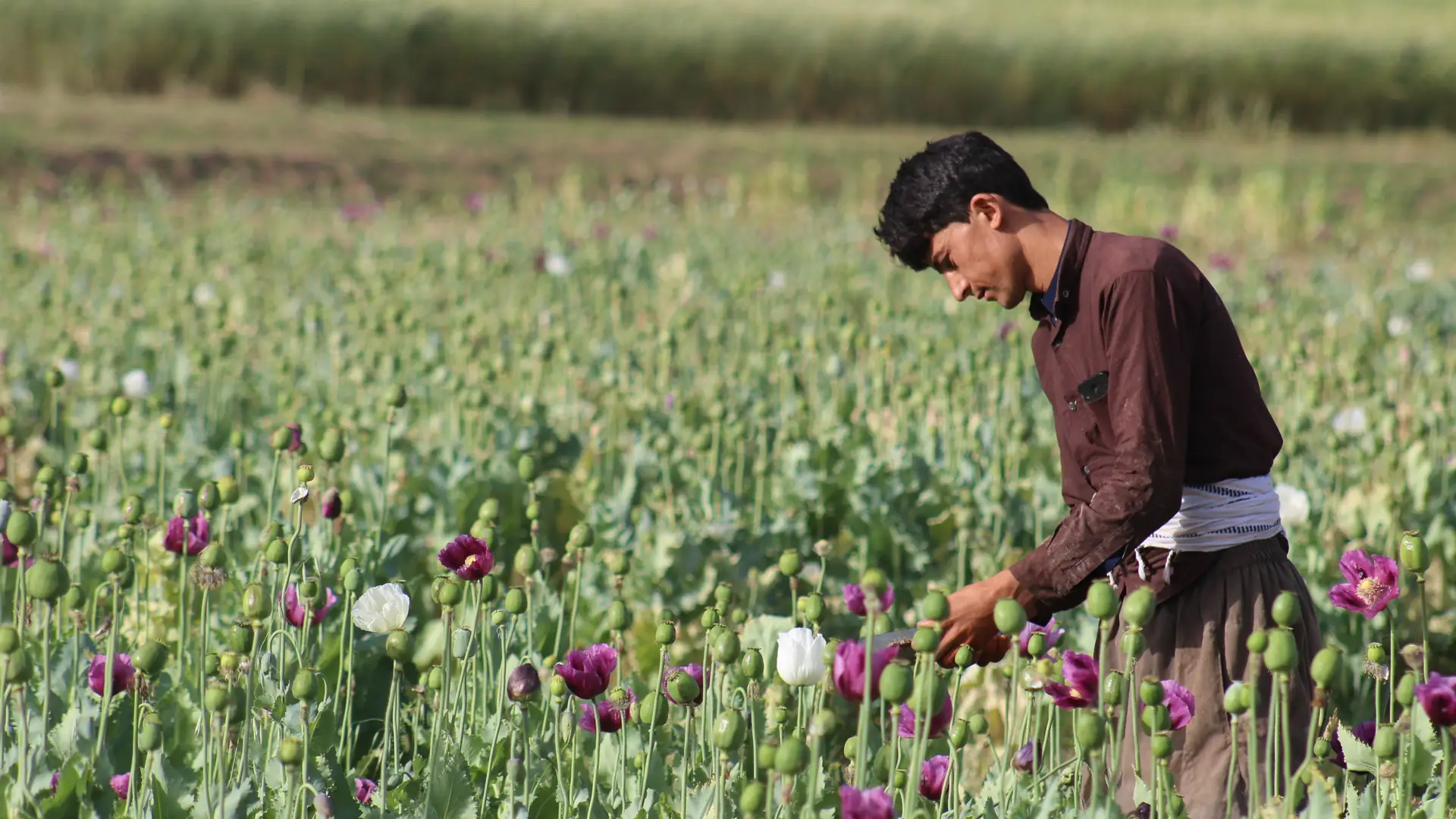 Afganistan stał się największym producentem narkotyków z maku. Teraz chce zakazać upraw