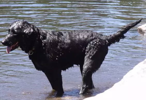Labrador cierpi na rzadką chorobę, dzięki której stał się lokalnym celebrytą